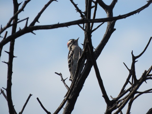 セジロコゲラ - ML625051315