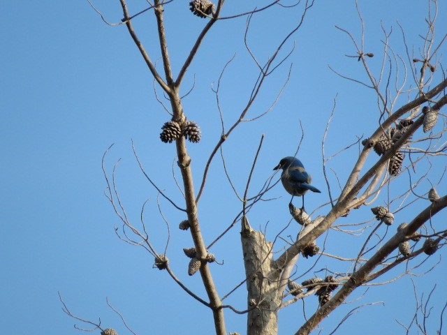 フロリダカケス - ML625051332