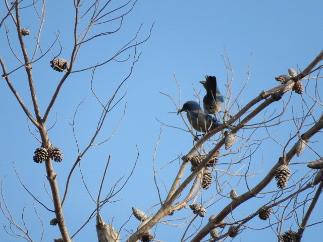 フロリダカケス - ML625051338