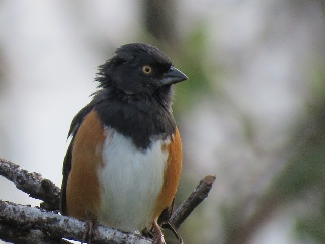 ワキアカトウヒチョウ - ML625051344