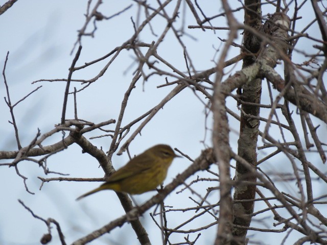 ヤシアメリカムシクイ - ML625051414