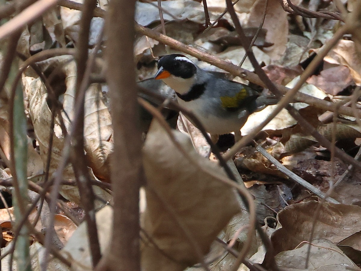Saffron-billed Sparrow (Gray-backed) - ML625051425