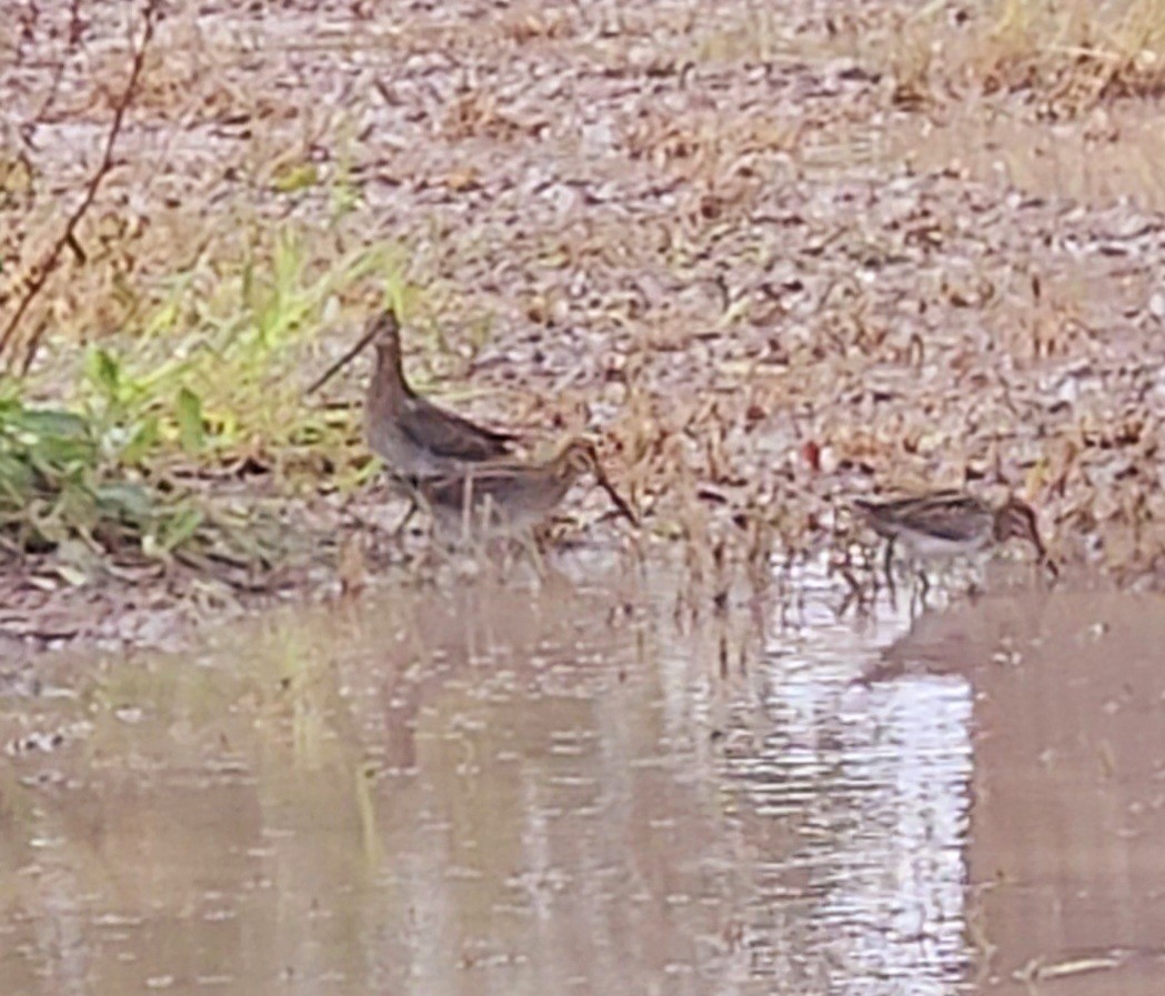 Wilson's Snipe - ML625051495
