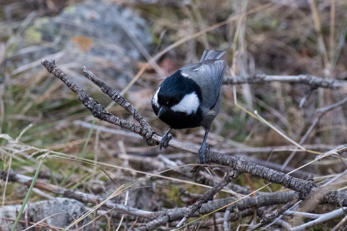 Rufous-naped Tit - ML625051570