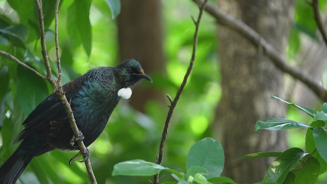 Tui - ML625051592