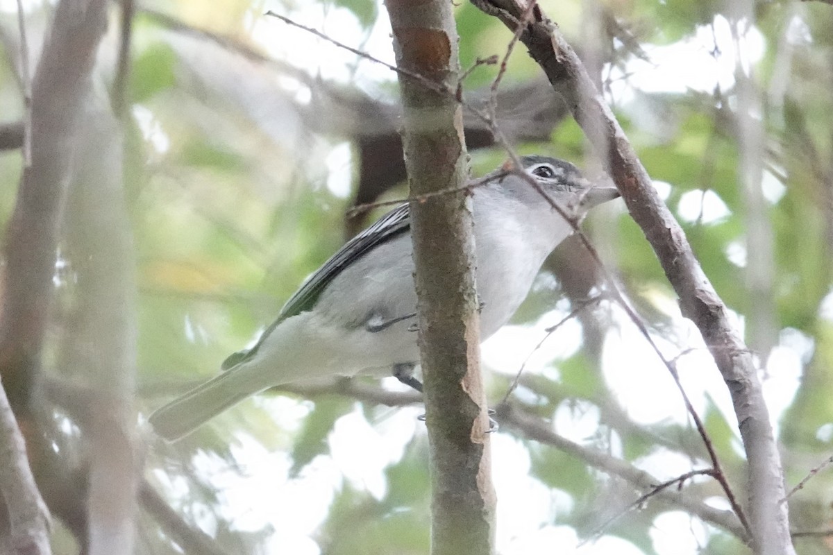 Plumbeous Vireo - ML625051714