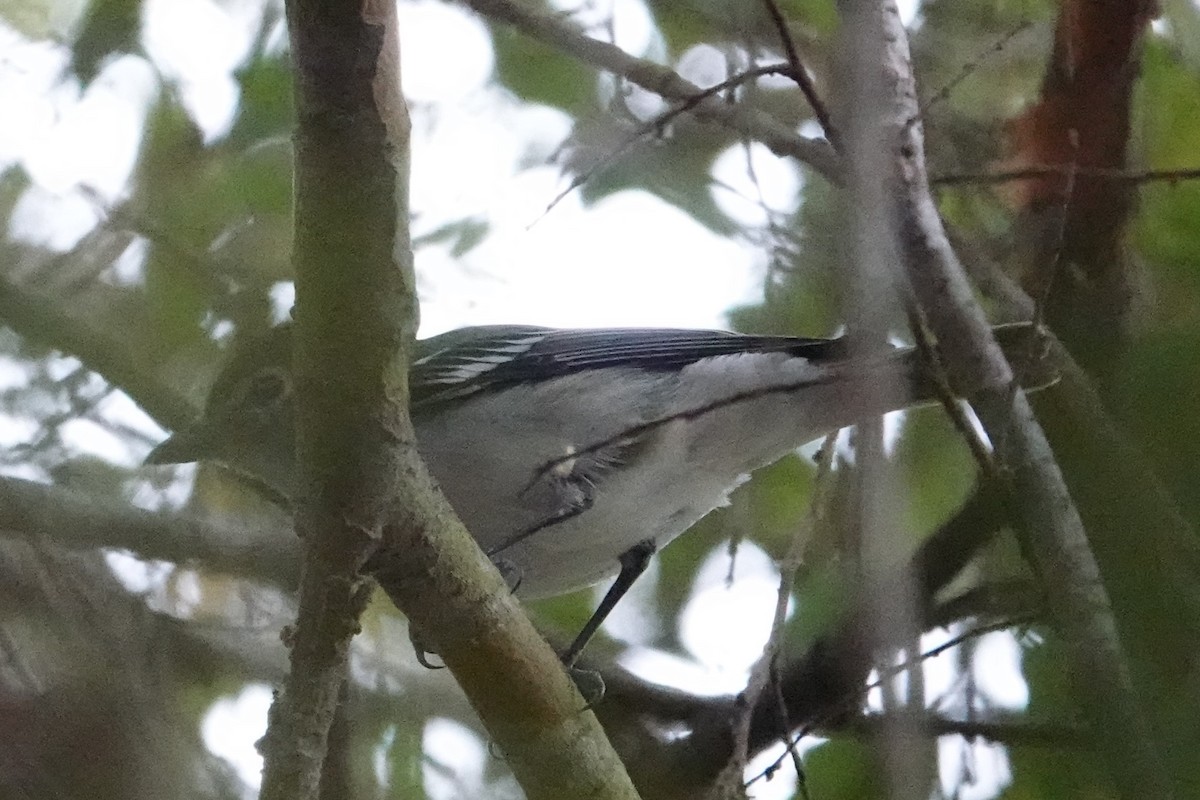 Plumbeous Vireo - ML625051715