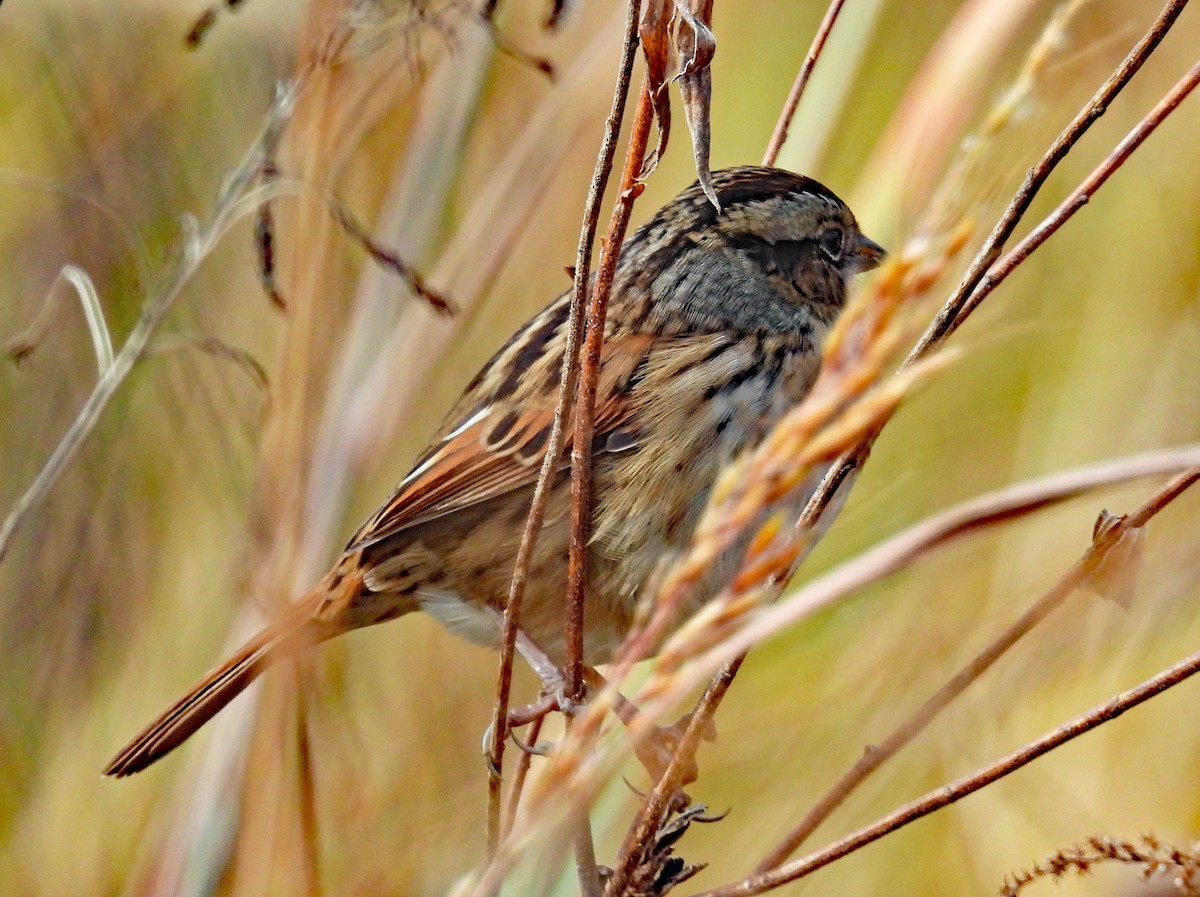 Swamp Sparrow - ML625051728