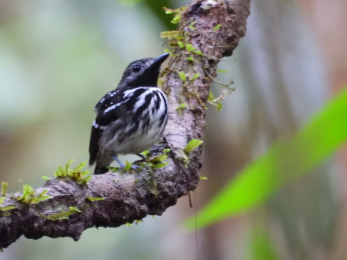 Dot-backed Antbird - ML625052007