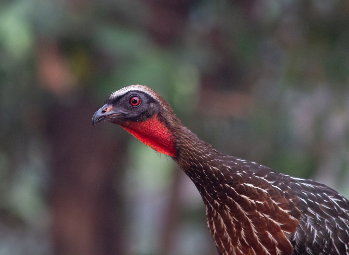 Chestnut-bellied Guan - ML625052025