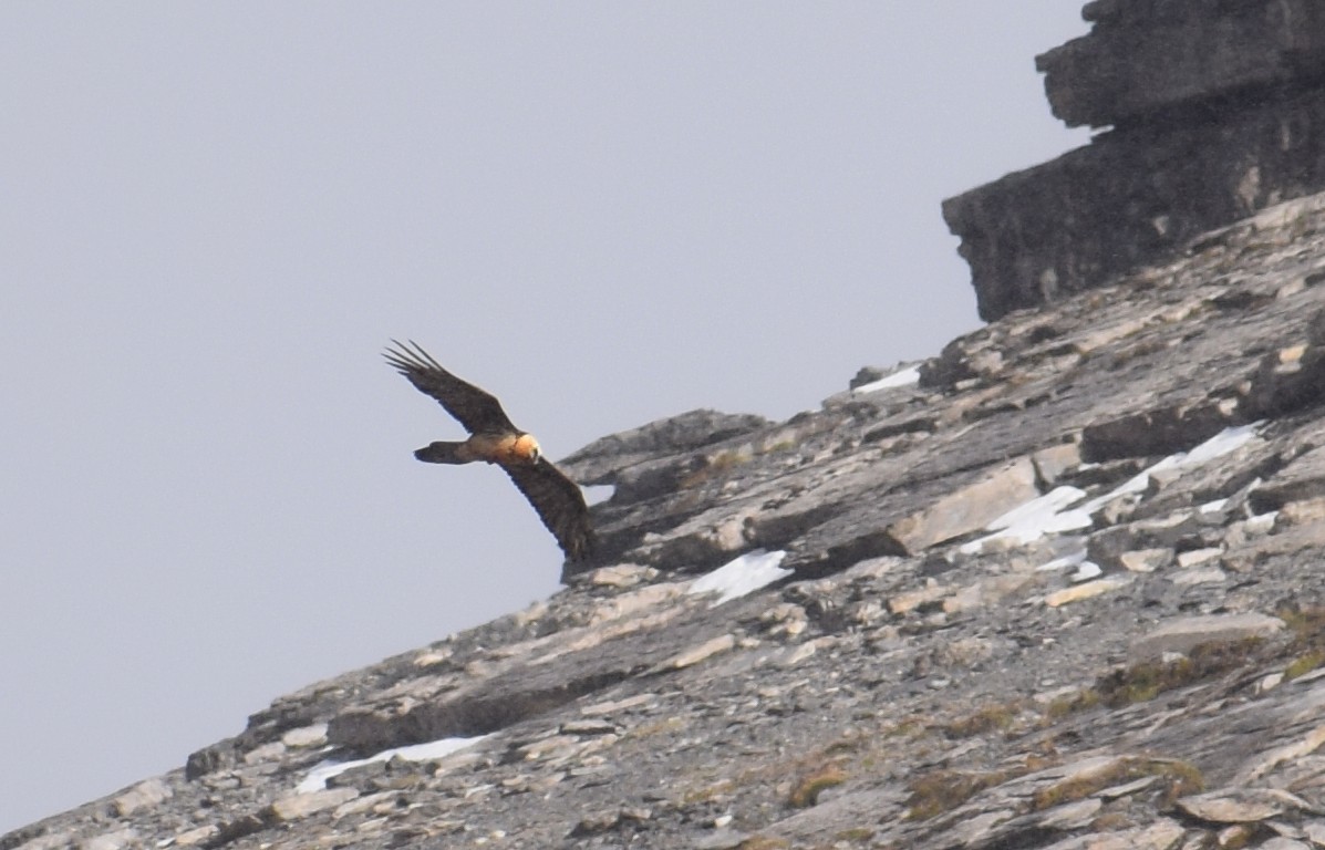 Bearded Vulture - ML625052075