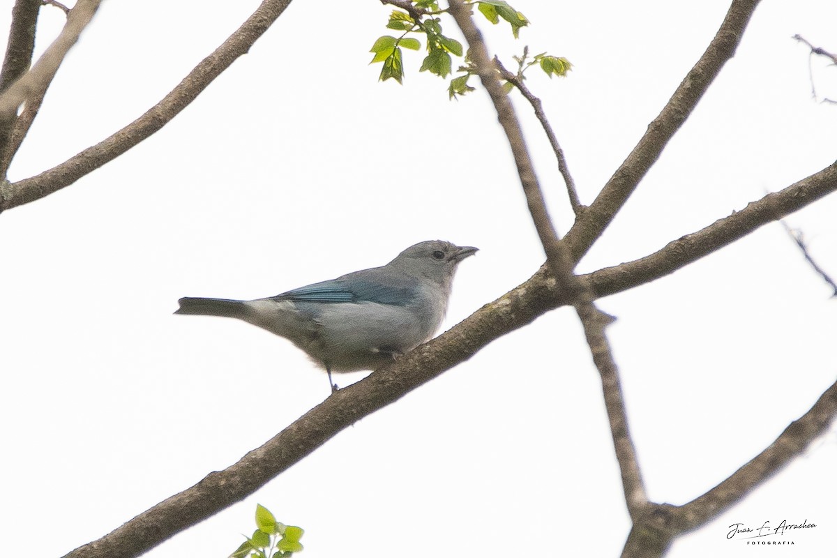 Sayaca Tanager - ML625052125