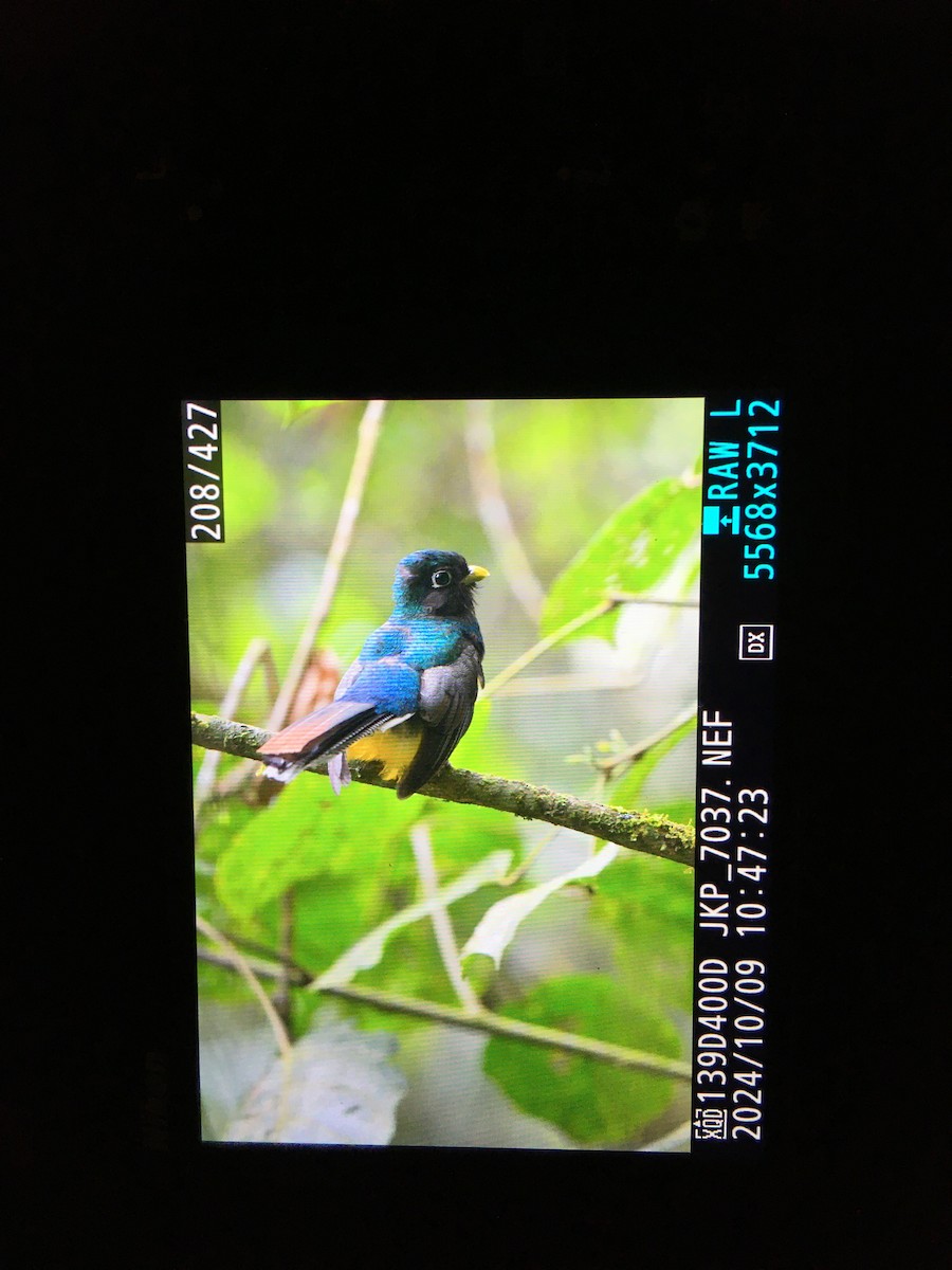 Atlantic Black-throated Trogon - ML625052141