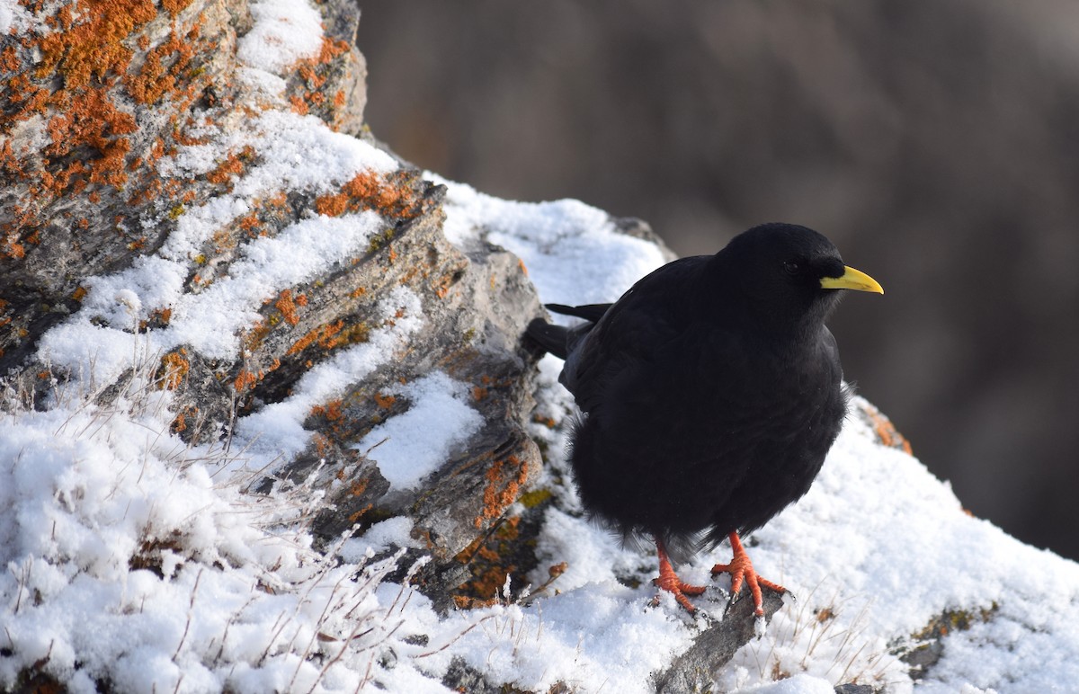 Yellow-billed Chough - ML625052211