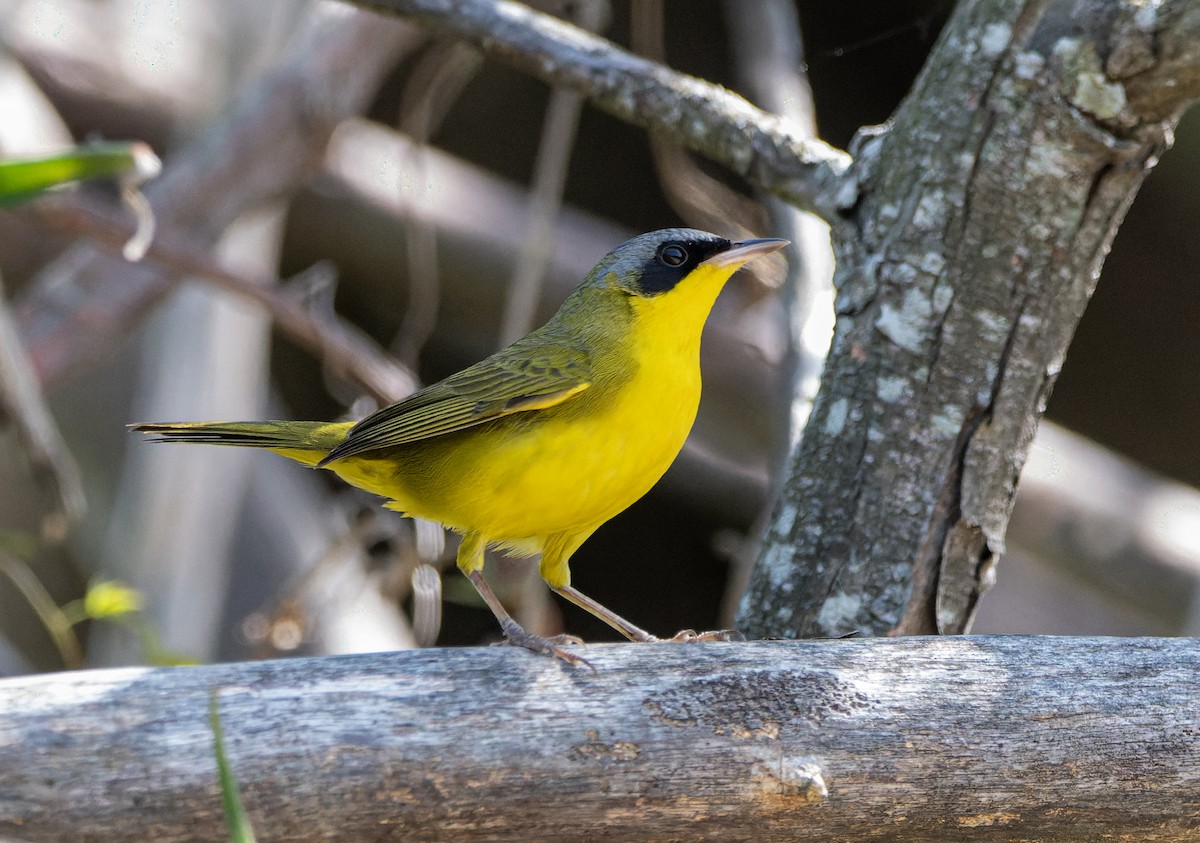 Southern Yellowthroat - ML625052248