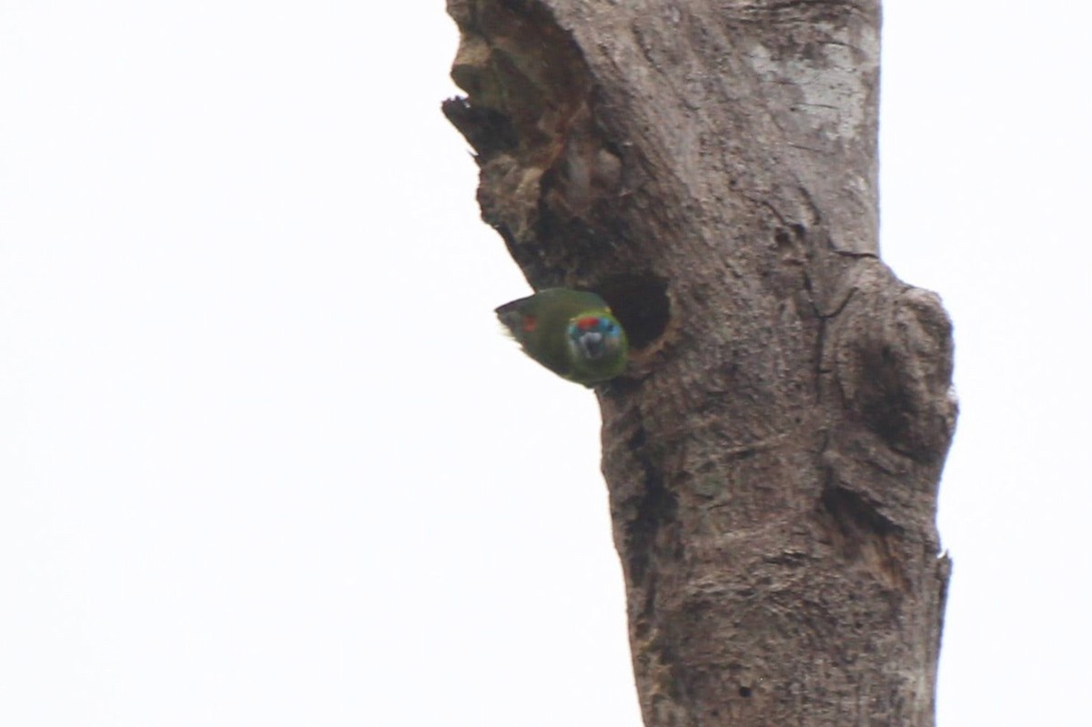 Double-eyed Fig-Parrot - ML625052290