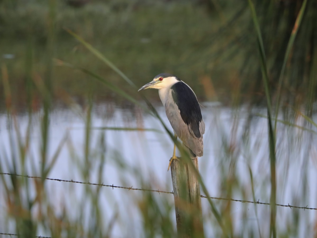 Black-crowned Night Heron - ML625052316