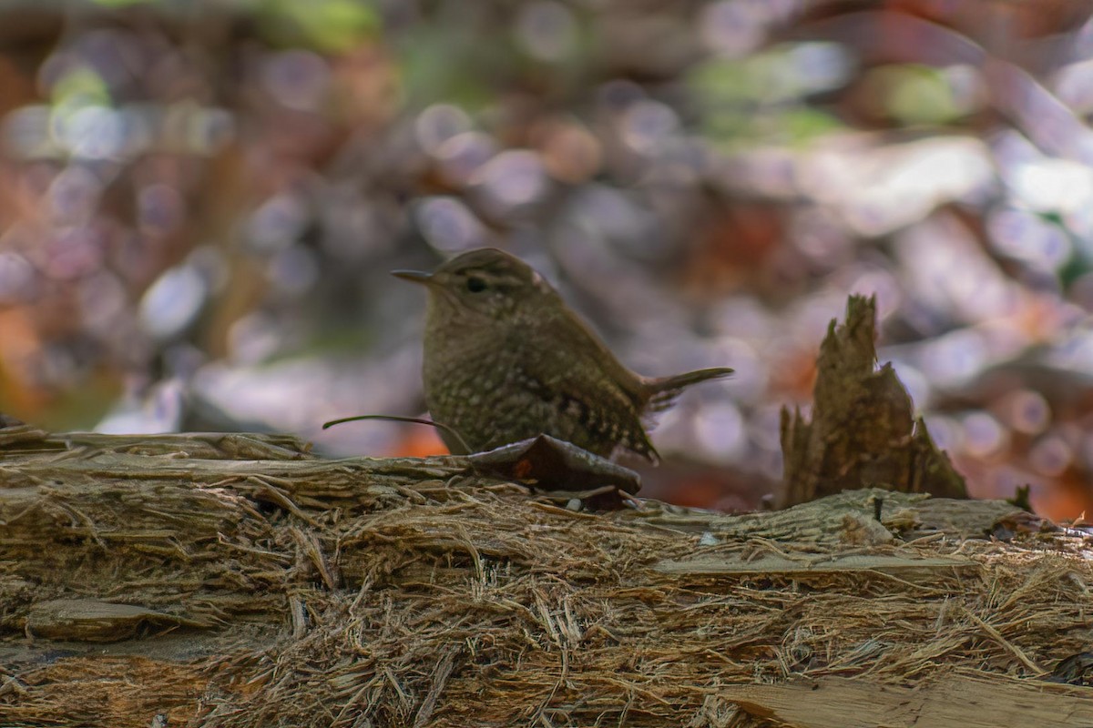 Winter Wren - ML625052336