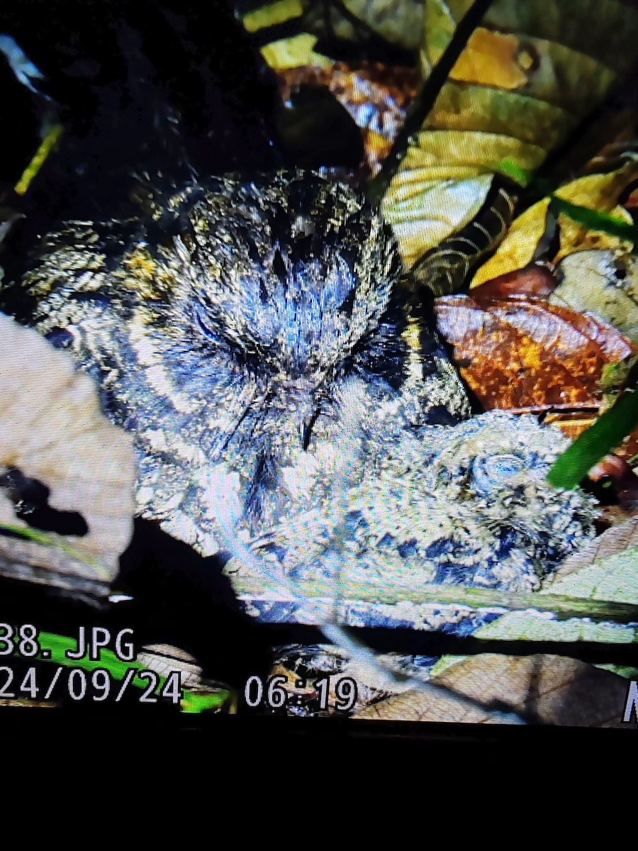 Silky-tailed Nightjar - ML625052380