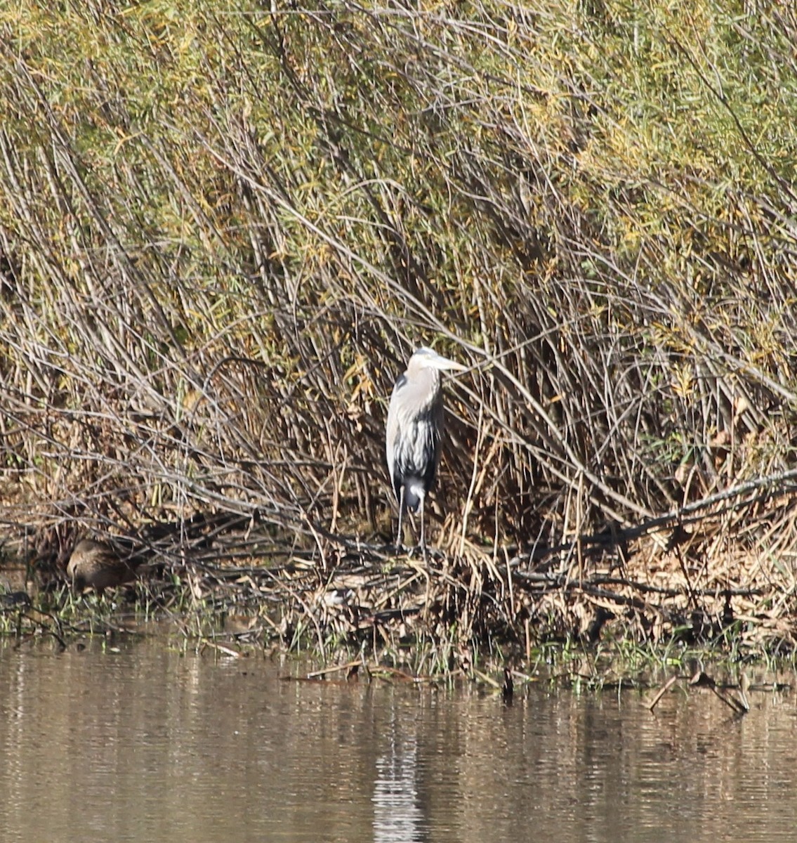Great Blue Heron - ML625052668