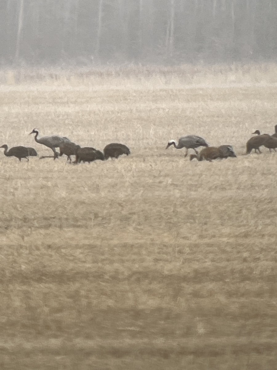 ML625052778 Common Crane Macaulay Library