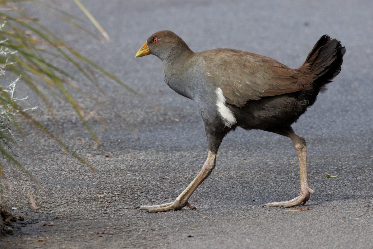 Tasmanian Nativehen - ML625052911