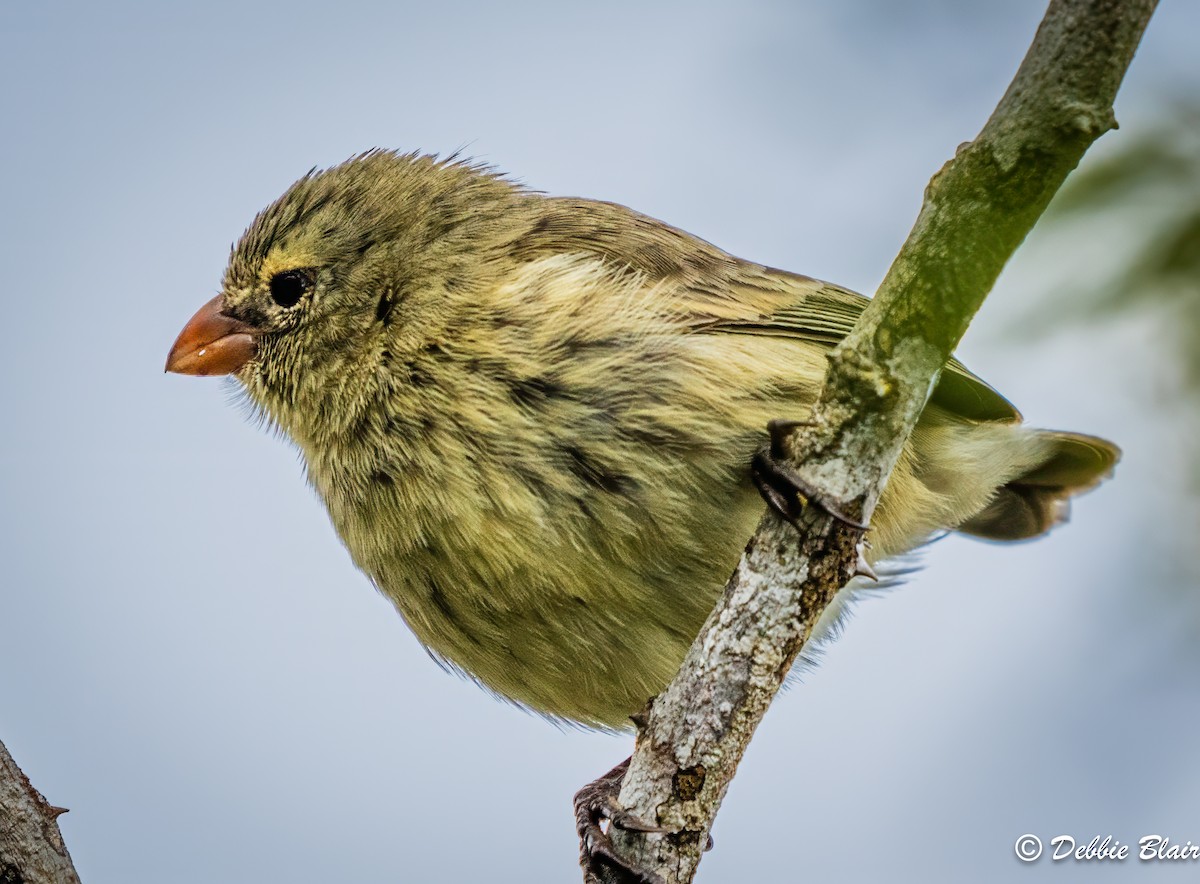 ML625053047 - Small Tree-Finch - Macaulay Library