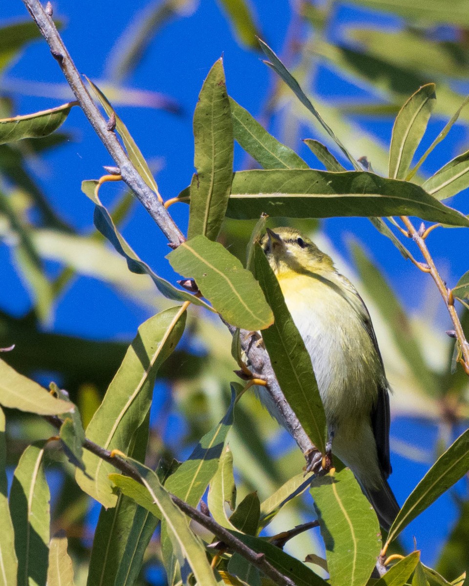 Tennessee Warbler - ML625053116