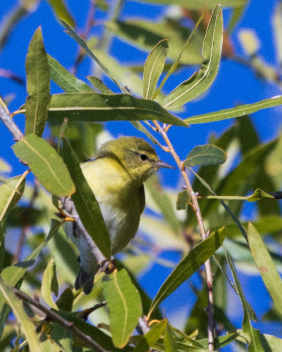 Tennessee Warbler - ML625053117