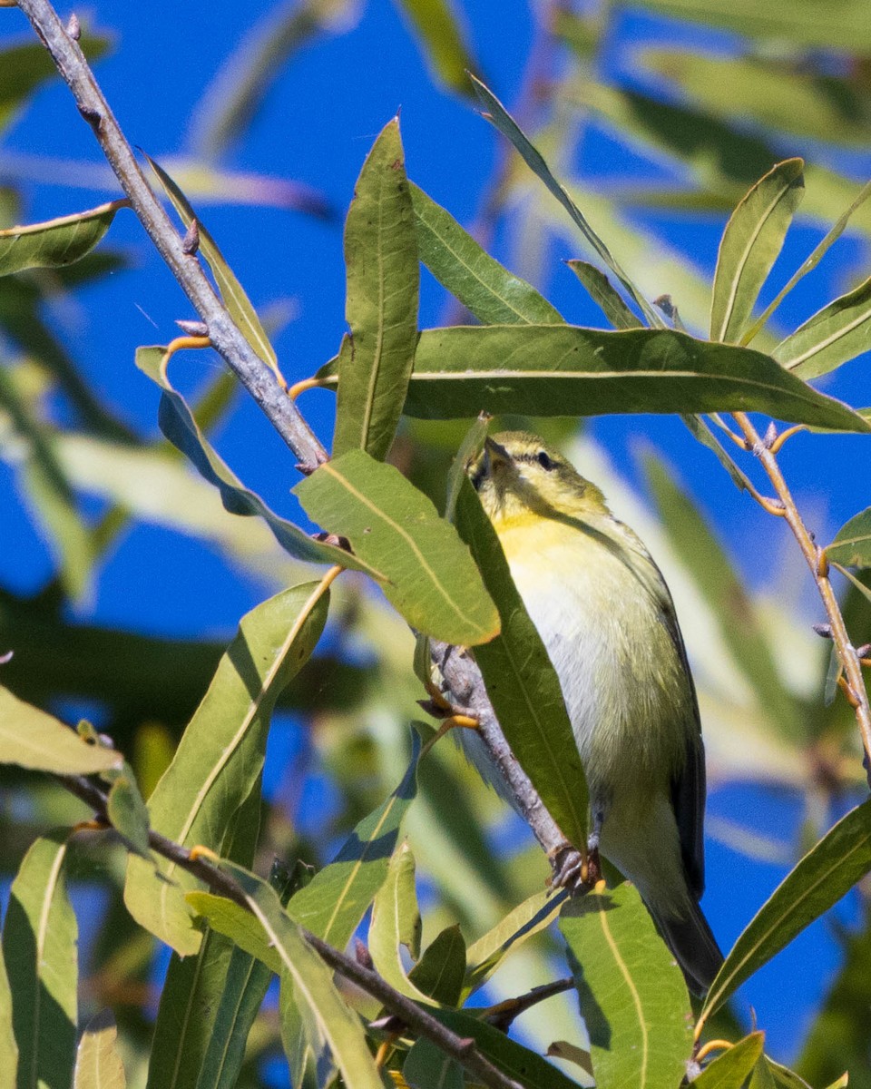 Tennessee Warbler - ML625053118