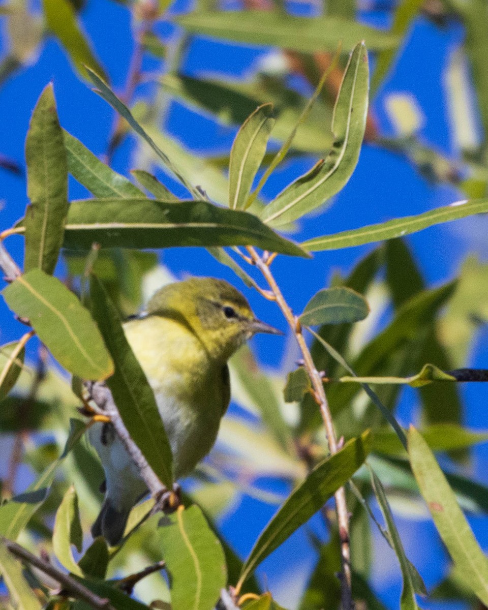 Tennessee Warbler - ML625053120