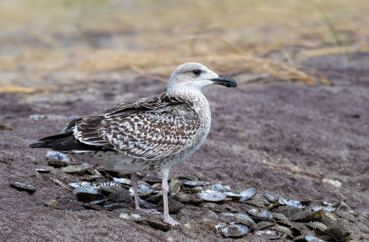 Great Black-backed Gull - ML625053464