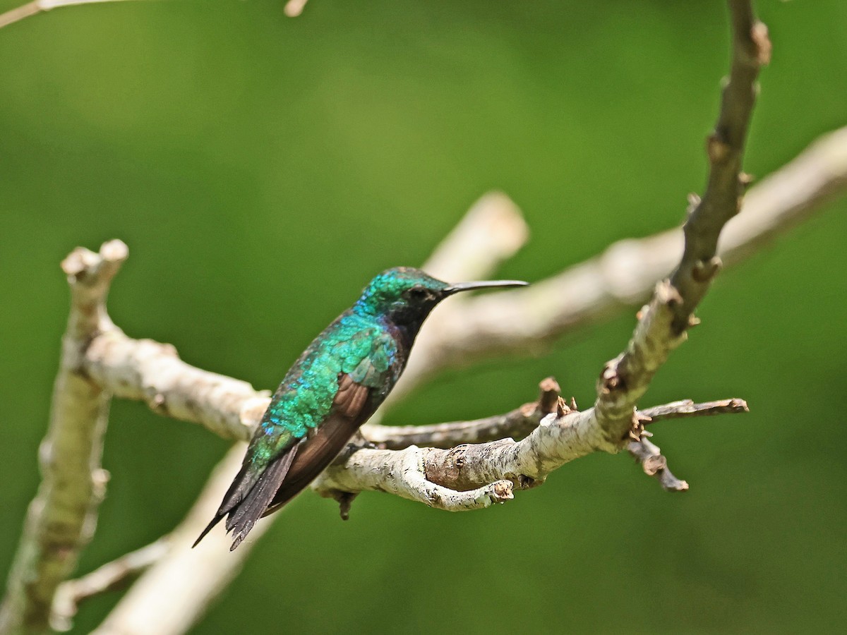 Sapphire-throated Hummingbird - ML625053521