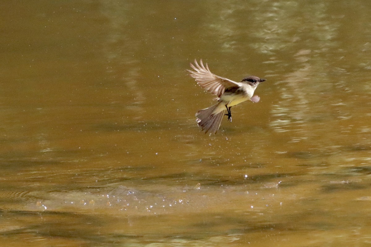 Eastern Phoebe - ML625053541