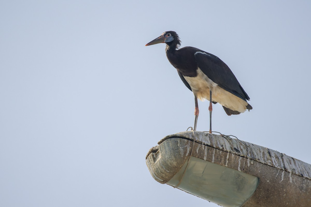 Cigogne d'Abdim - ML625053574