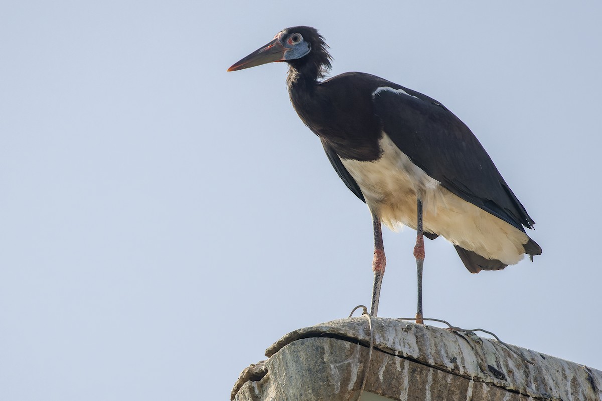 Cigogne d'Abdim - ML625053577