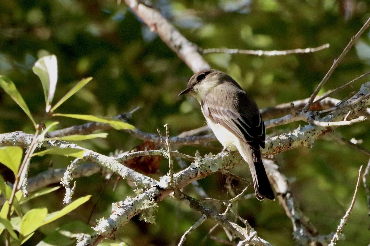 Eastern Phoebe - ML625053613