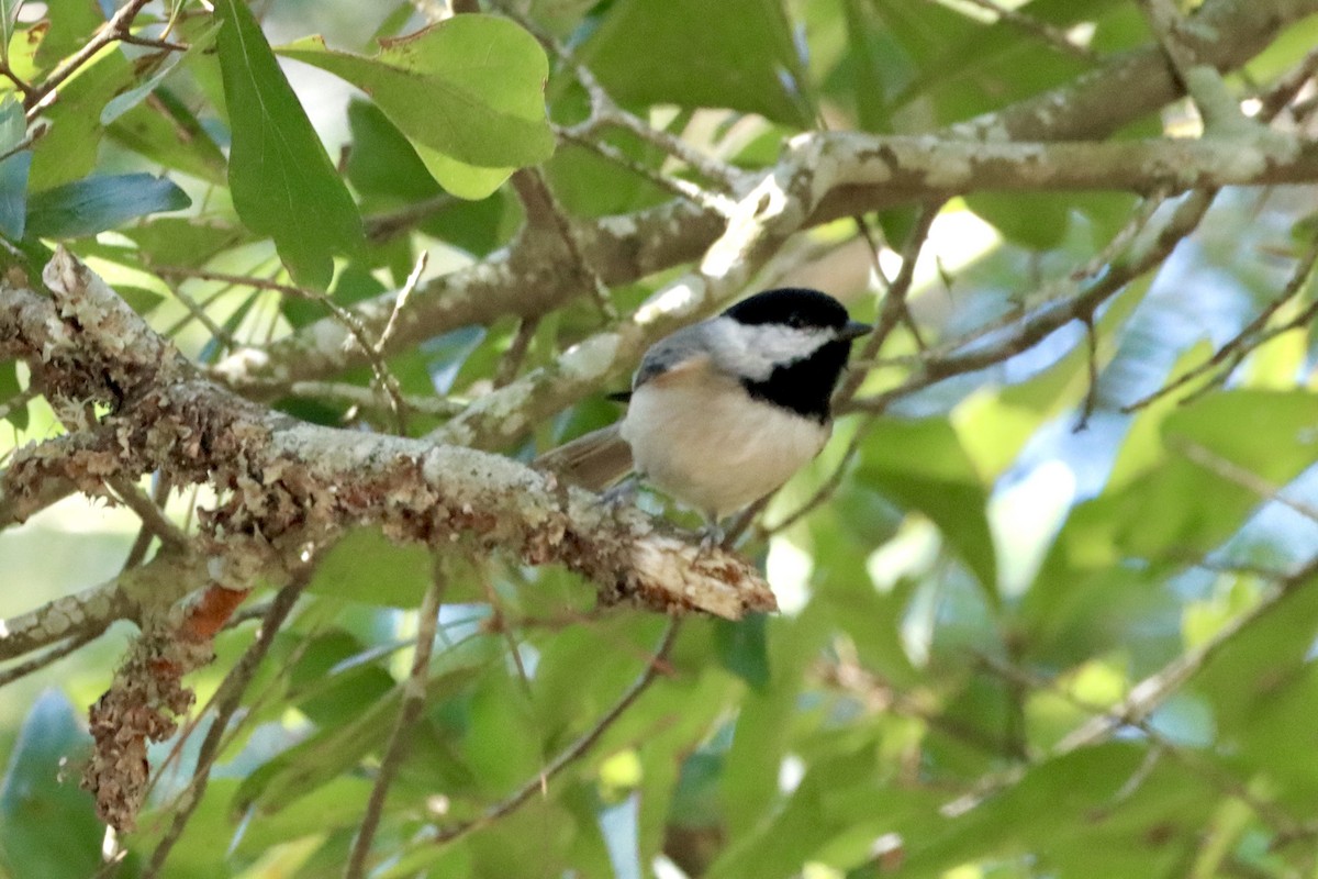 Carolina Chickadee - ML625053617