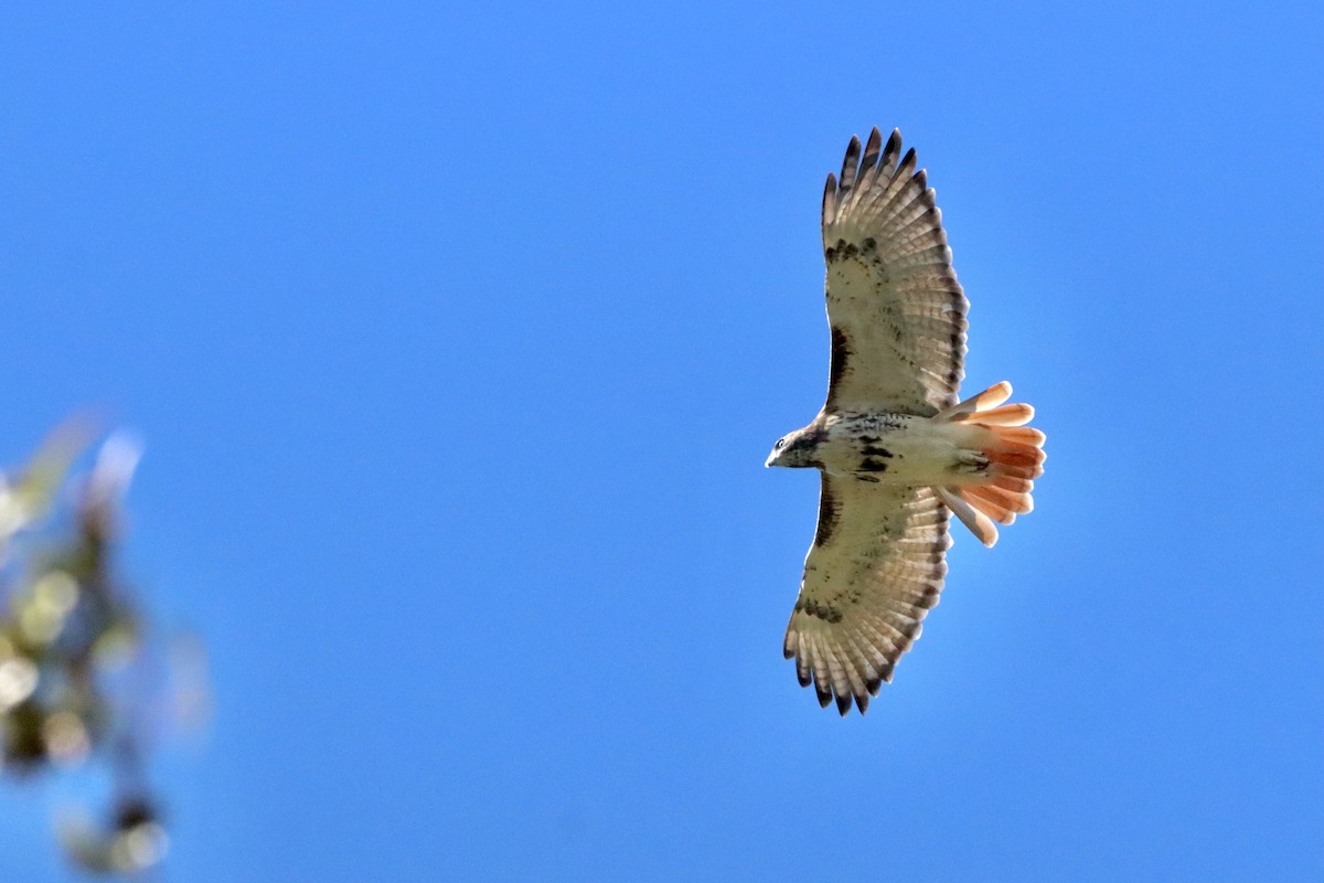 Red-tailed Hawk - ML625053629