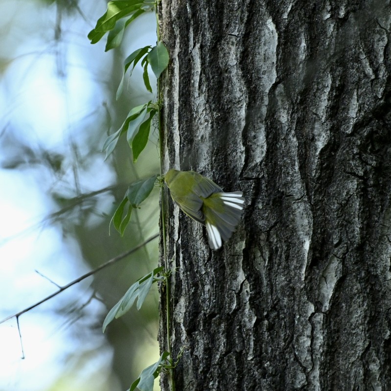 Hooded Warbler - ML625053735