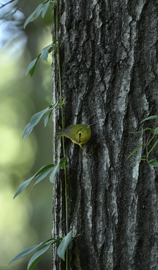 Hooded Warbler - ML625053736