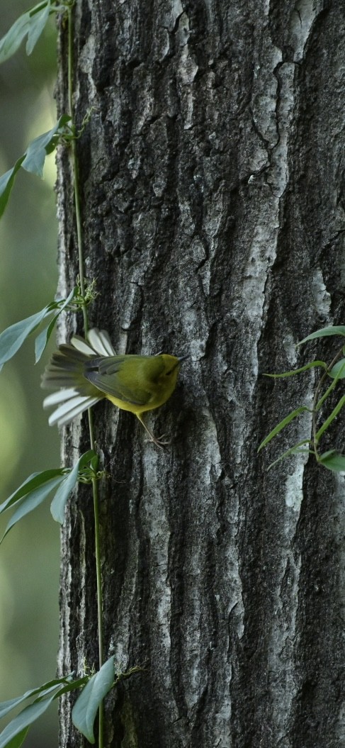 Hooded Warbler - ML625053737