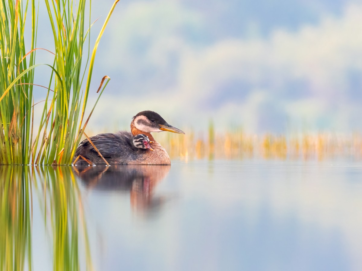 Red-necked Grebe - ML625053749