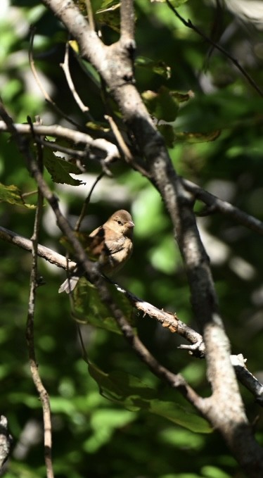 Indigo Bunting - ML625053796