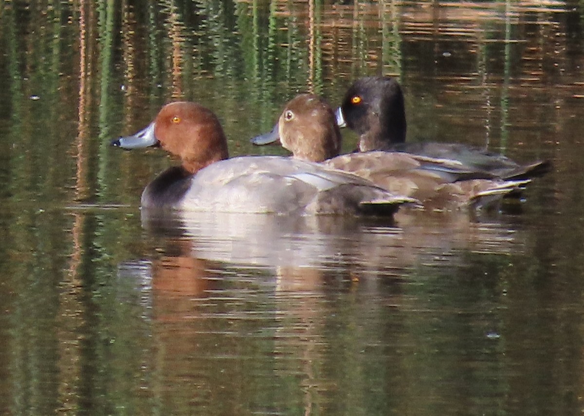 Ring-necked Duck - ML625054090