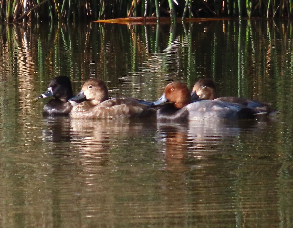 Ring-necked Duck - ML625054091