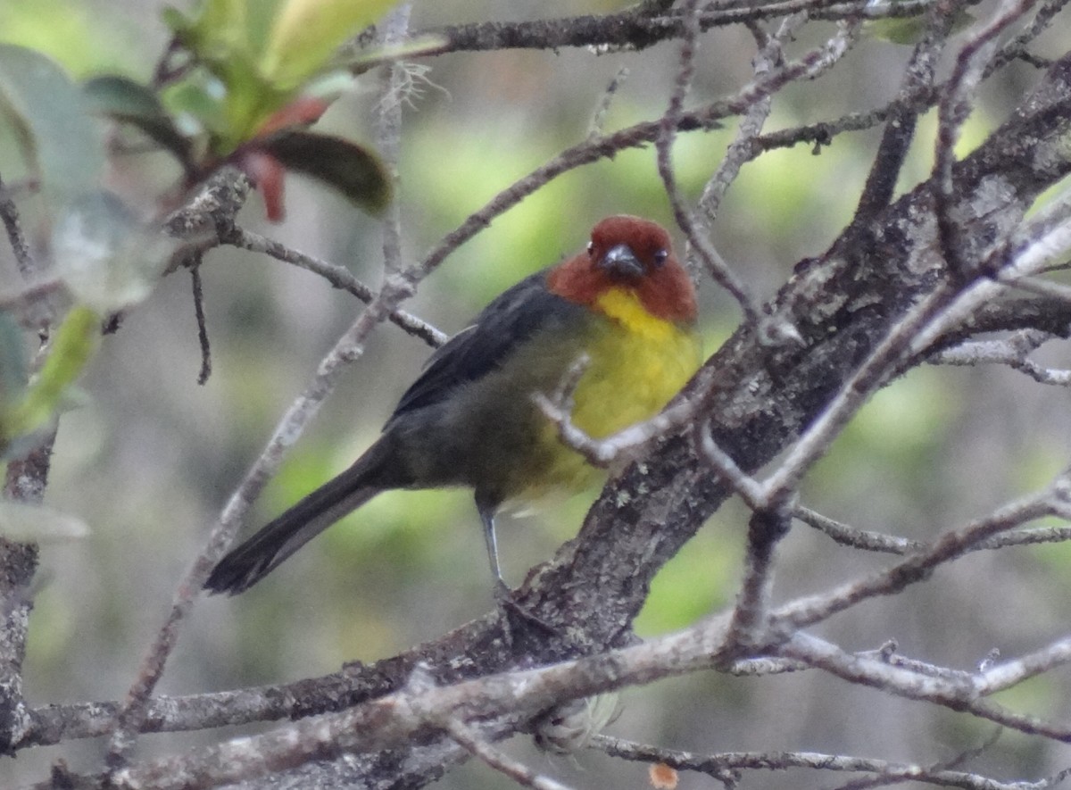 Tepui Brushfinch - ML625054219