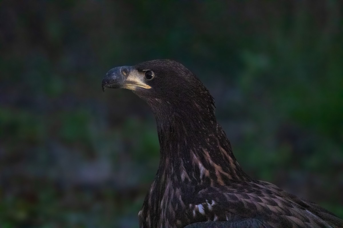White-tailed Eagle - ML625054241