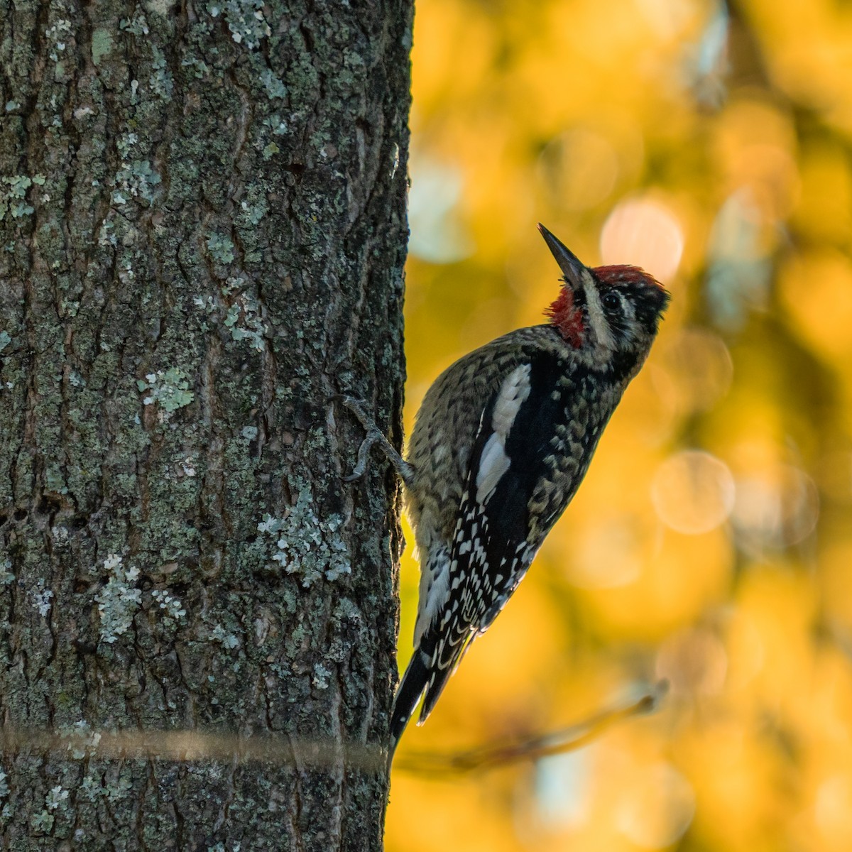 Yellow-bellied Sapsucker - ML625054275