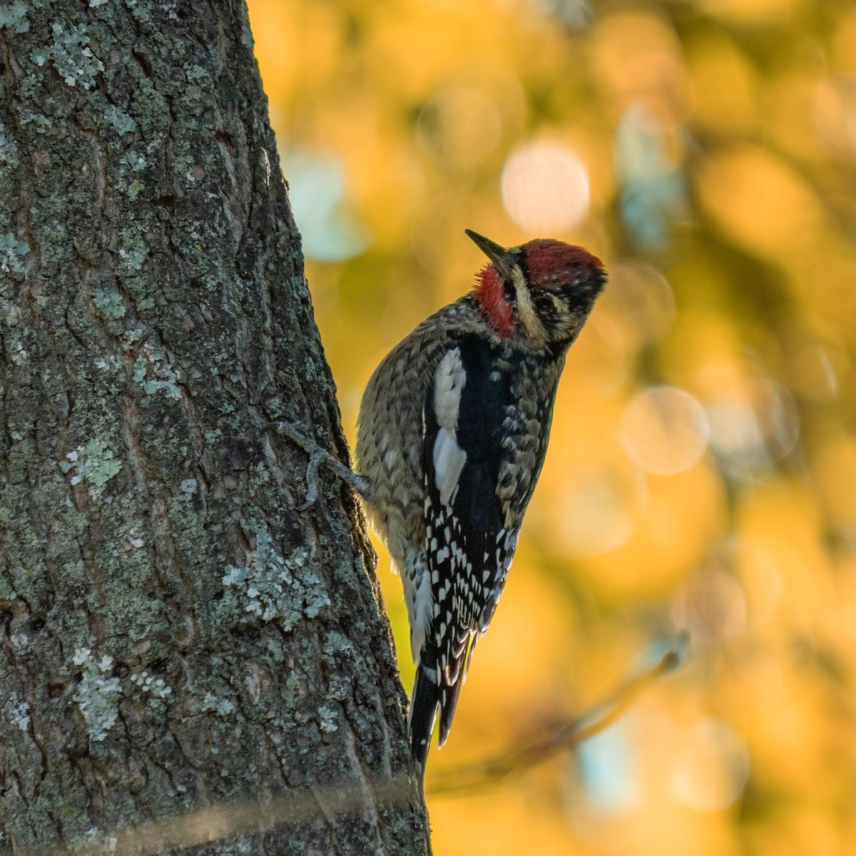 Yellow-bellied Sapsucker - ML625054276